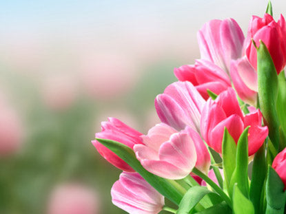 Floral Stills Collection
