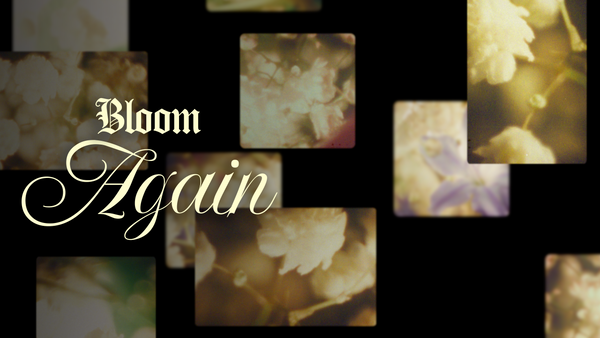 Bloom Again Collection