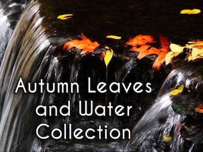Aumtn Leave And Water Collection