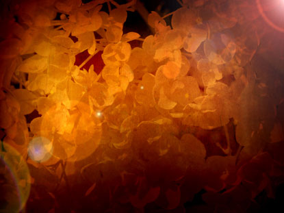 Fall Still Set