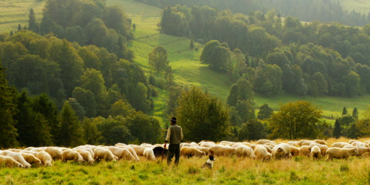 How to Shepherd Your Flock in a Politically Charged World