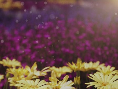 Spring Daisies