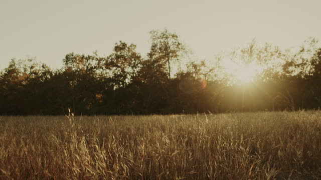 Autumn Meadow Motion Background 13