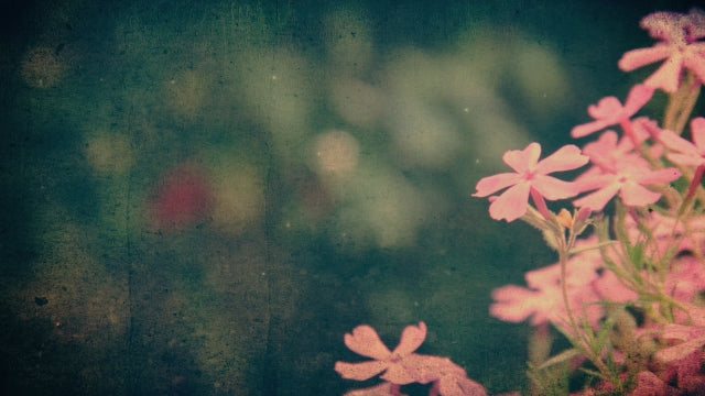Spring Flowers 02