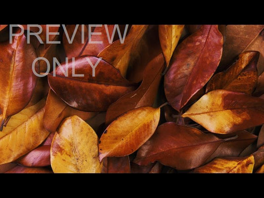 Autumn Leaves 10 Still