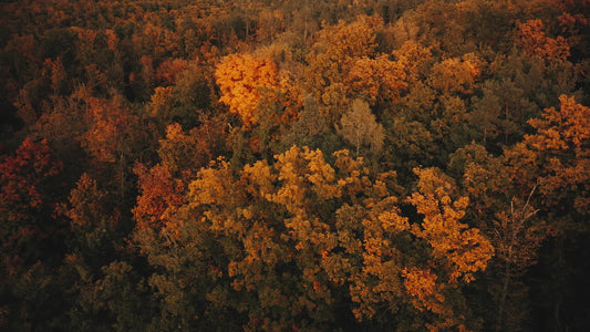 Autumn Foliage 4
