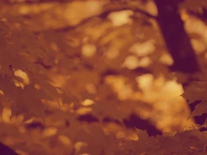 Fall Focus Gold Pink