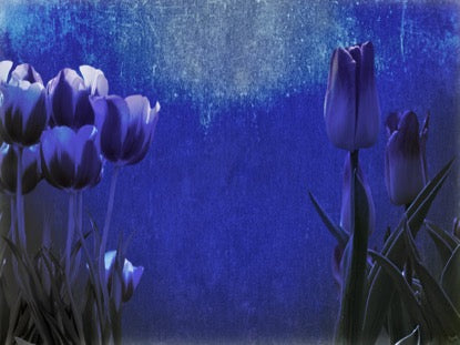 Mothers Day Tulips 3 Motion