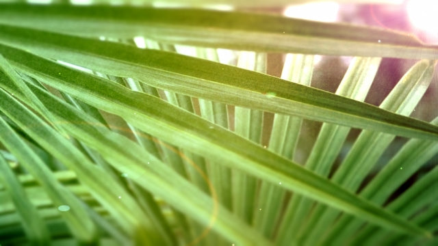 Sunlight Palm