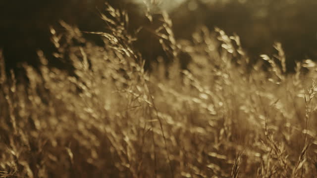 Autumn Meadow Motion Background 11