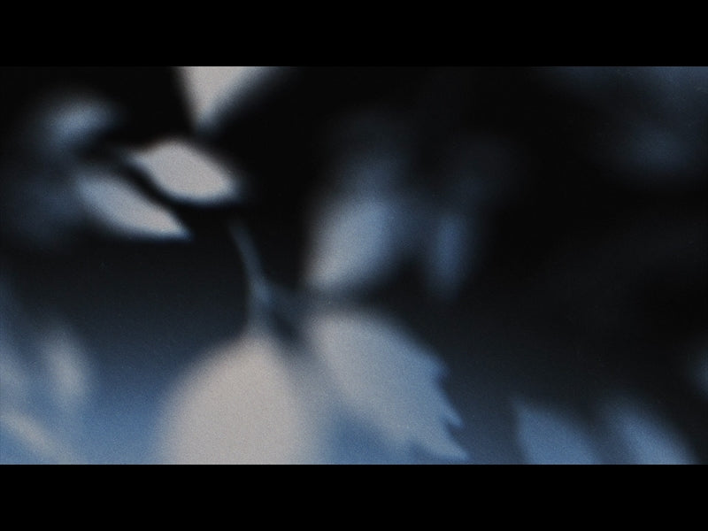 Autumn Again Loop 01