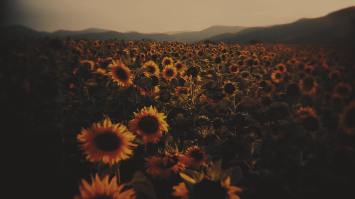 Vintage Sunflowers Low