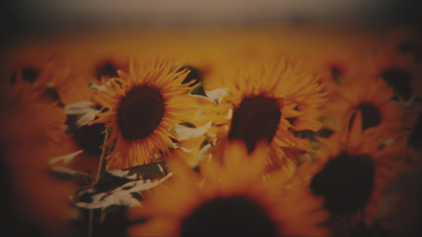 Vintage Sunflowers Warm Still