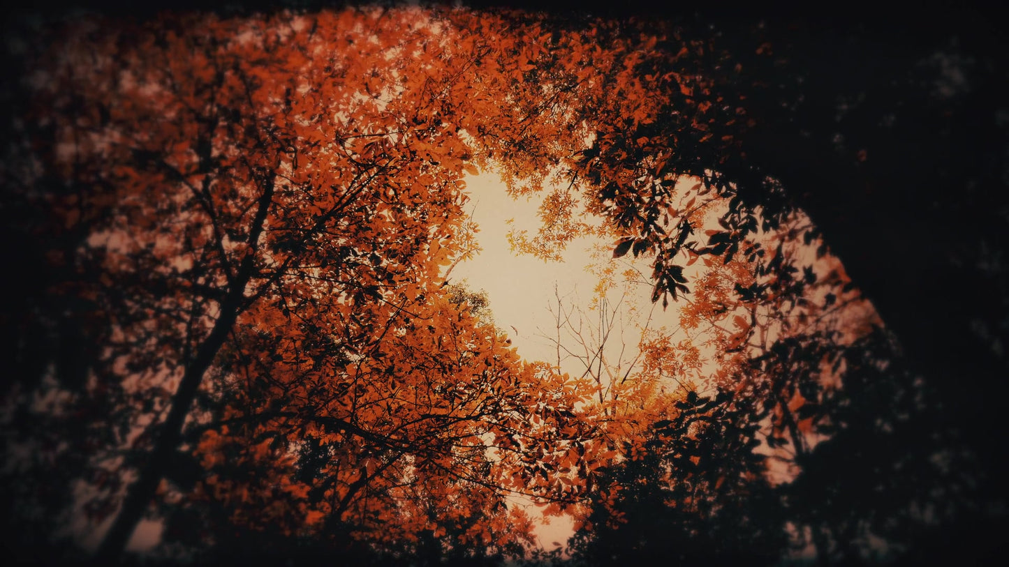 Autumn Fire Conflagration Still