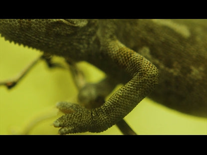Chameleon  Teaching Motion 3