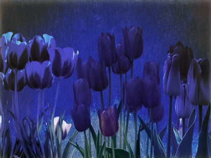 Mothers Day Tulips 2 Motion