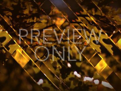 Leaves And Glass Still