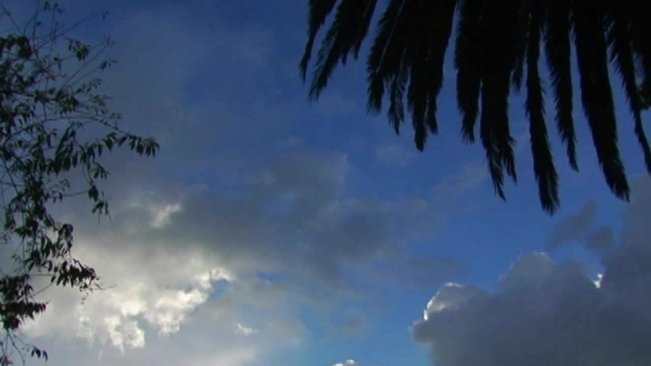 Palm And Clouds