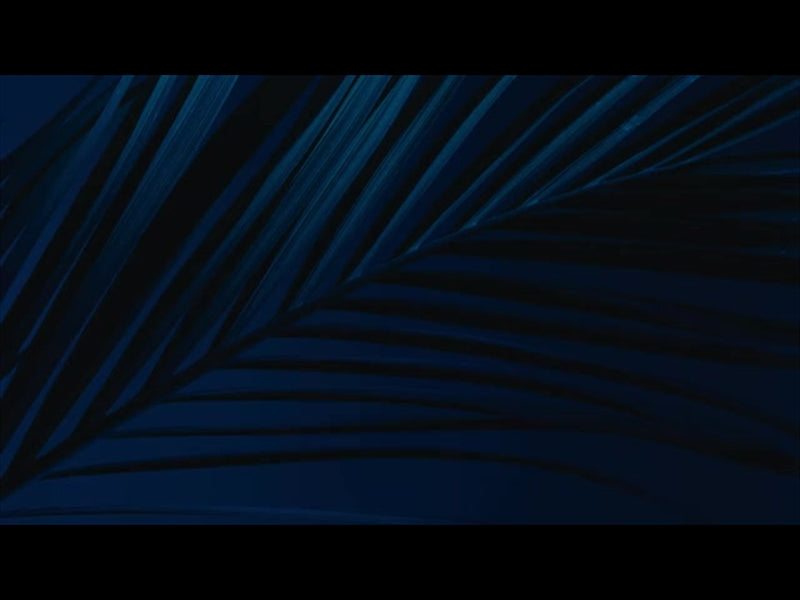 Cinematic Palms Loop 7