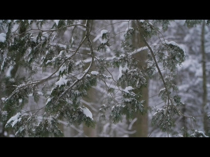 Snow Winter Background 6