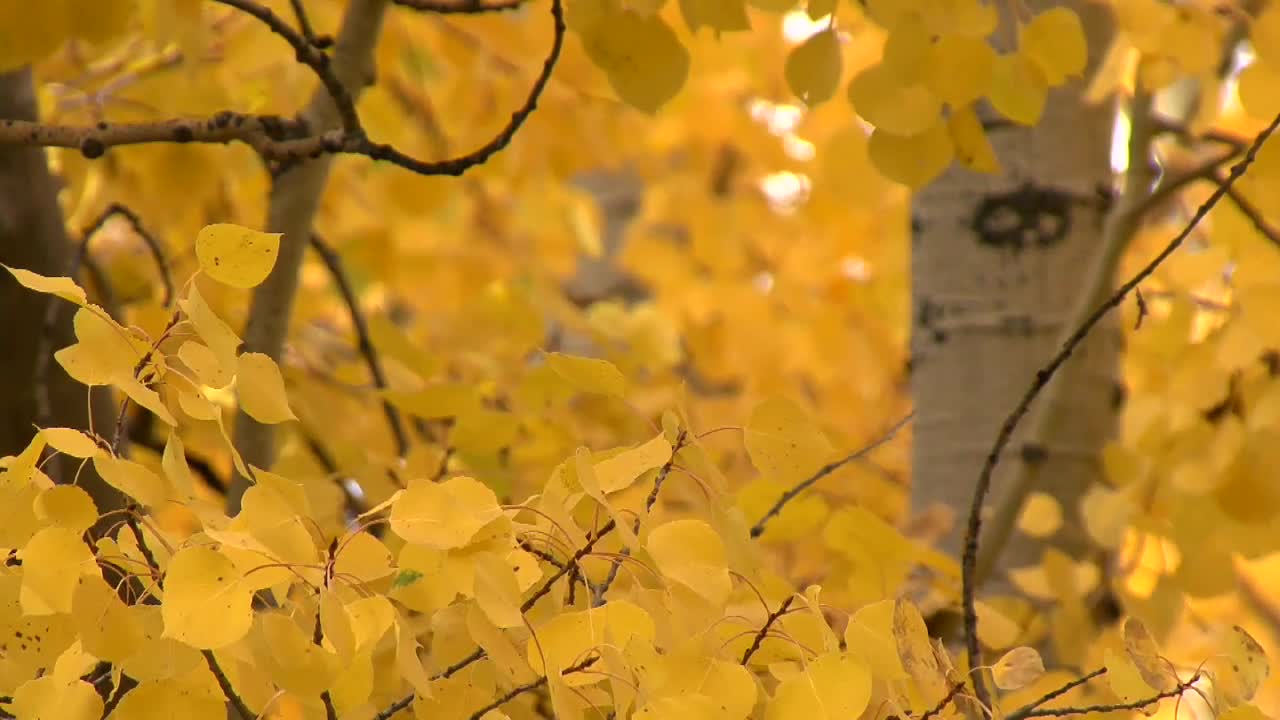 Yellow Leaves