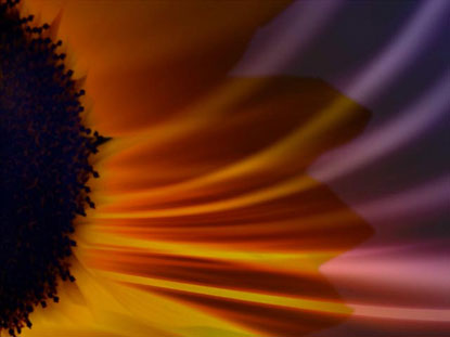 Floral Bloom 02