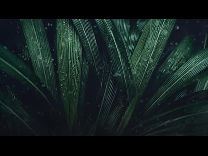 Rain And Long Leaves