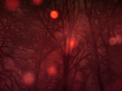 Winter Forest 5