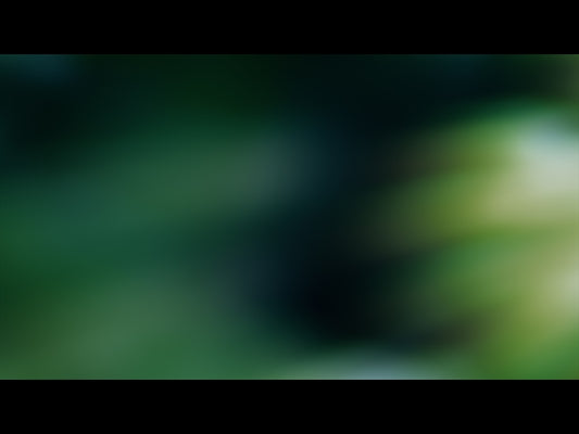 Forest Light Loop 03