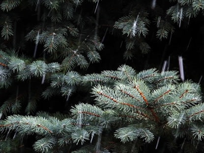 Spruce And Snowfall