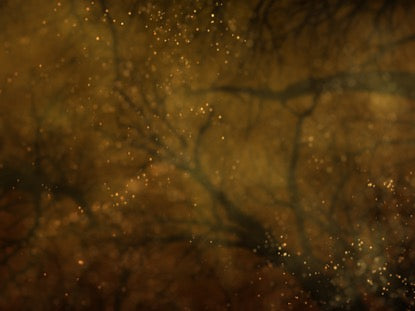 Winter Forest 3