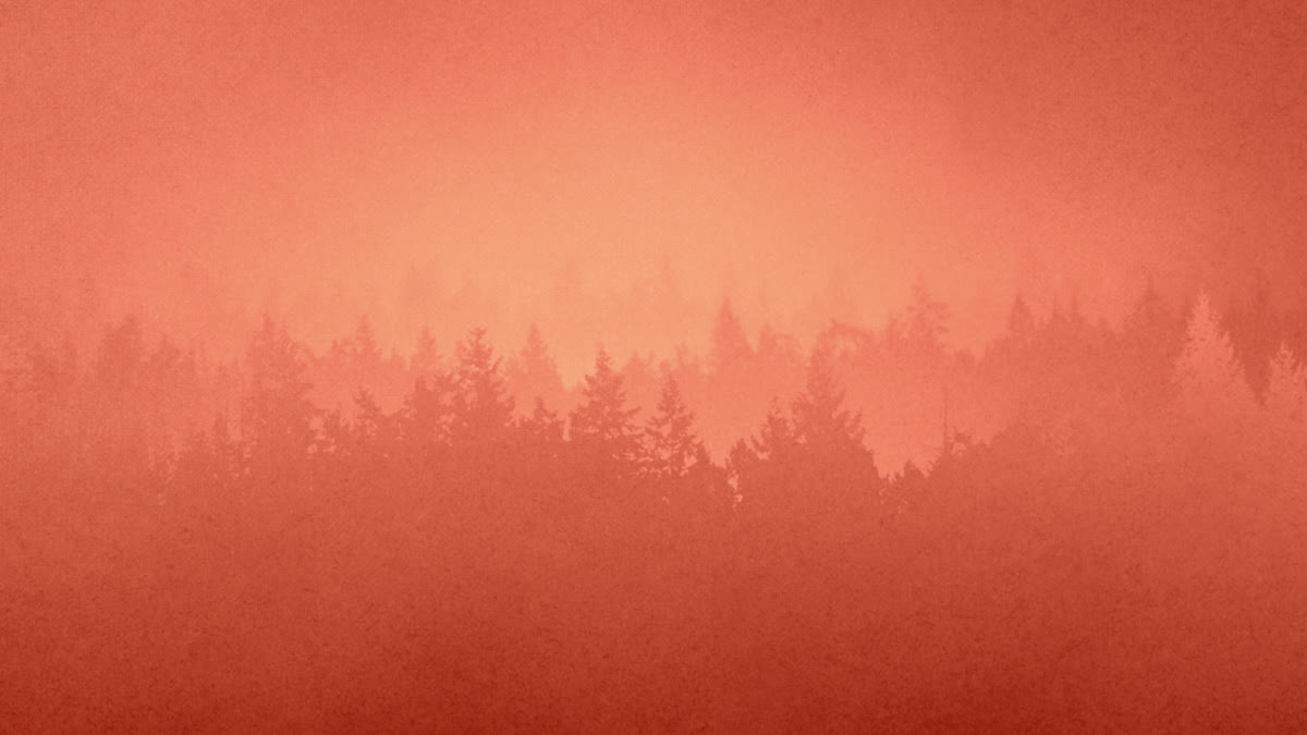 Timberline Still 01