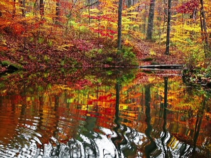 Yellowwood Forest Reflection Loop