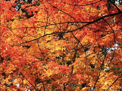 Stunning Maple Loop