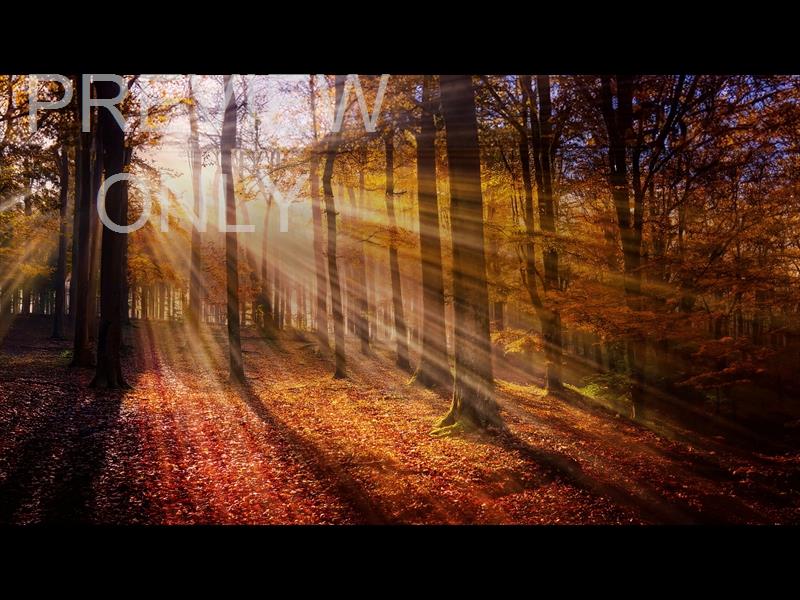 Autumn Light 3 Still