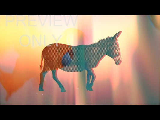 Bible Animals Donkey Still