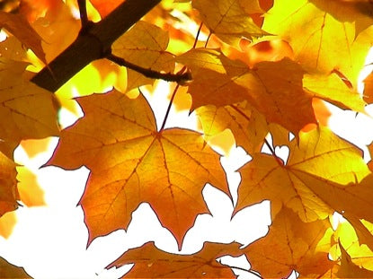 Sugar Maple Sunrise