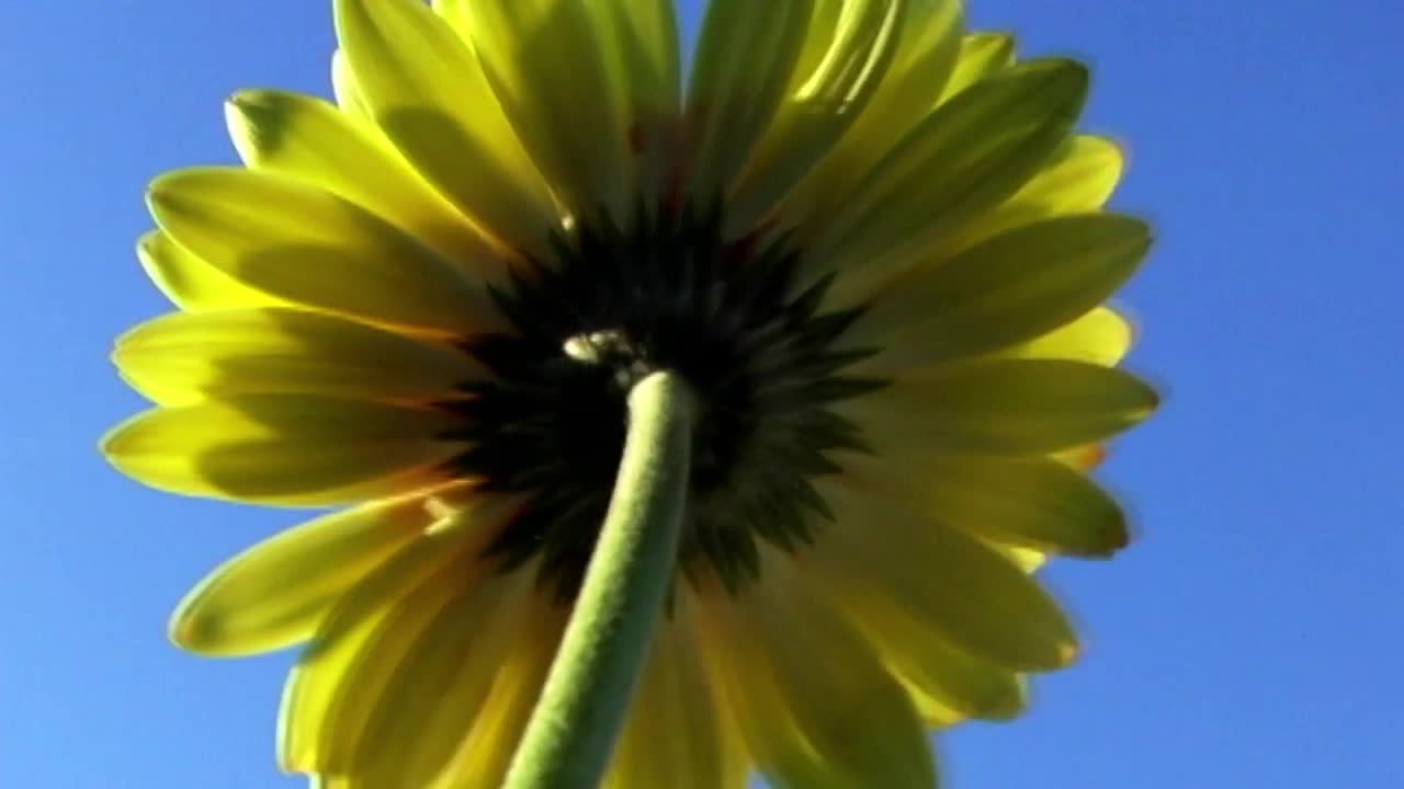 Underneath Flower