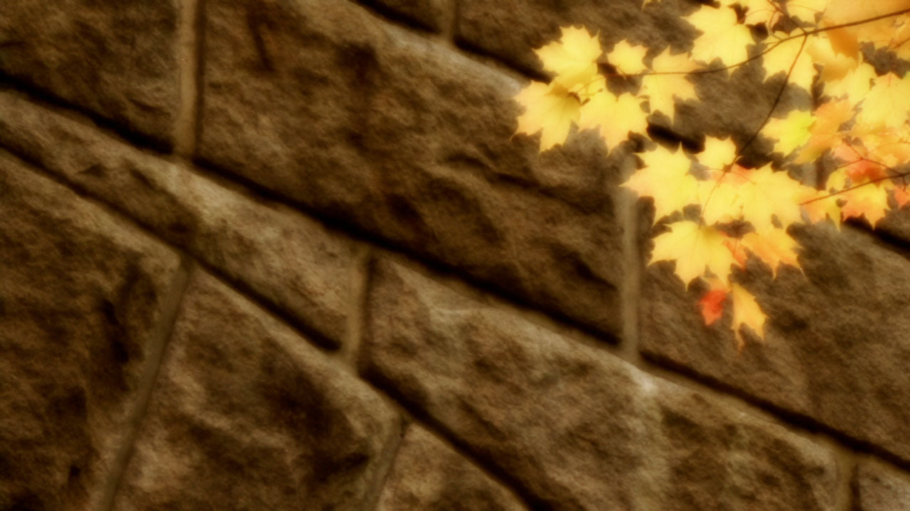 Stone And Leaves