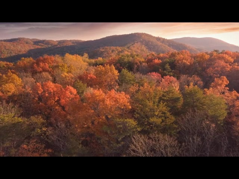 Epic Autumn Aerial Vivid Trees