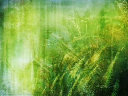 Palm Sunday: Palms