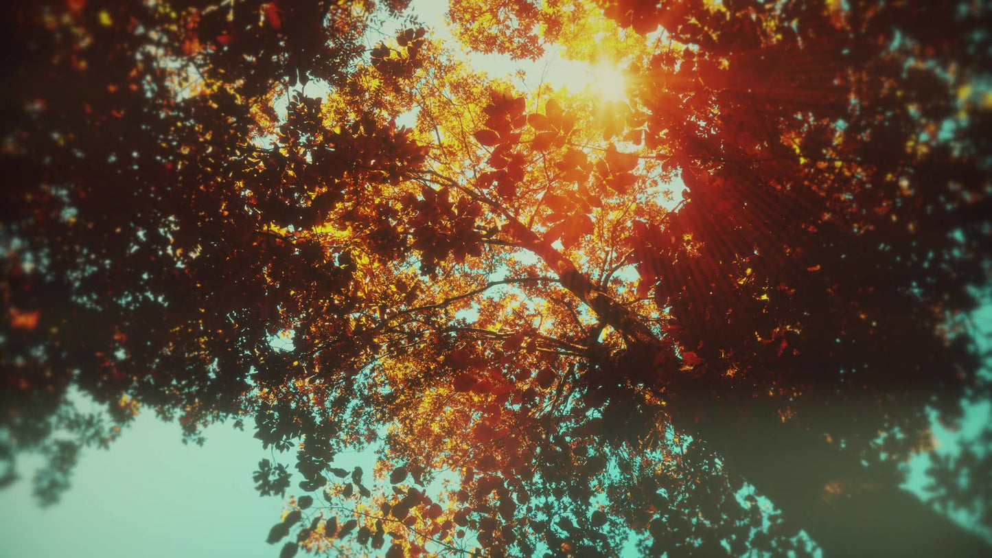 Autumn Canopies 8 Still