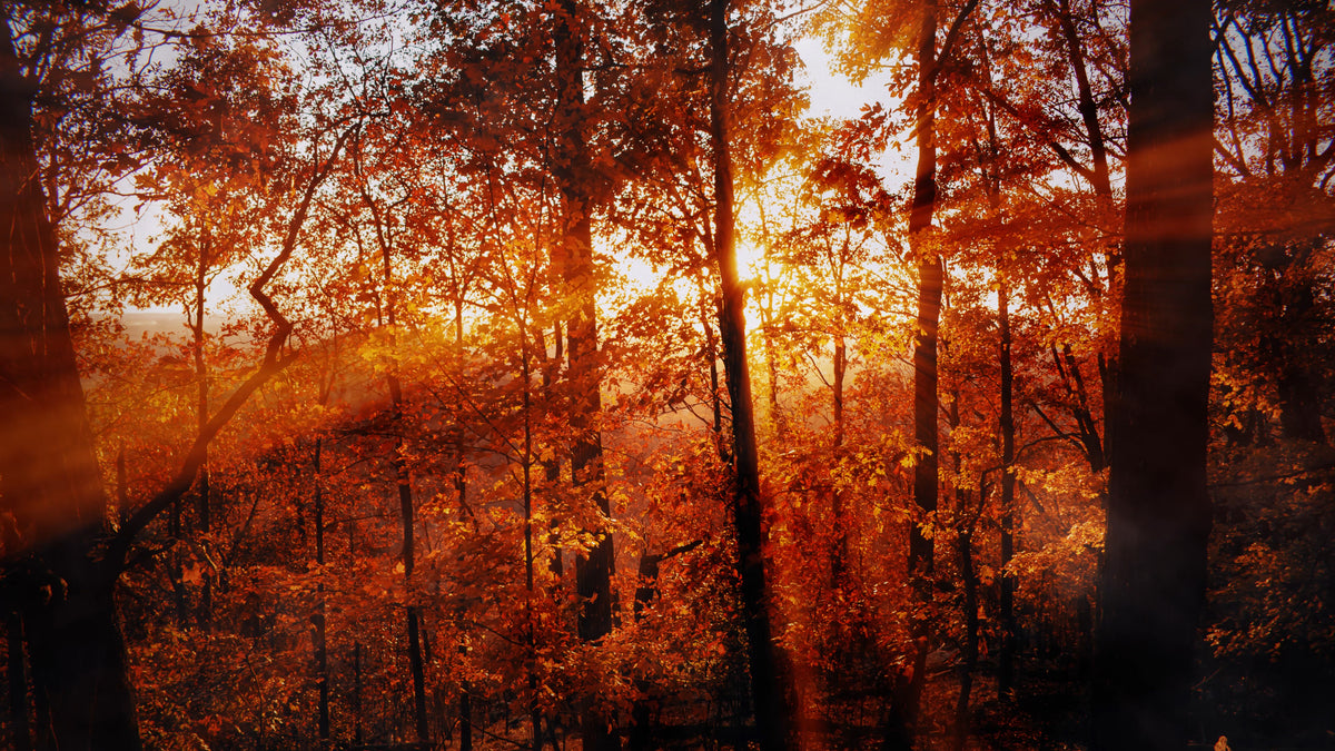 Thanksgiving Light 07