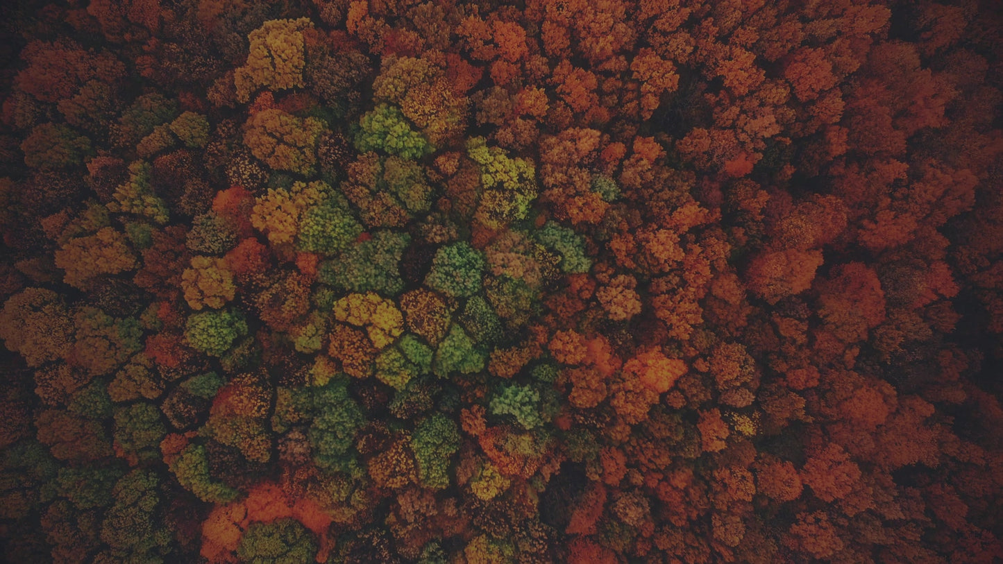 Autumn Colors Above