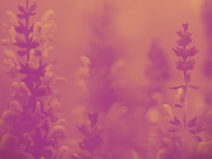 Vibrant Blooms Motion 4