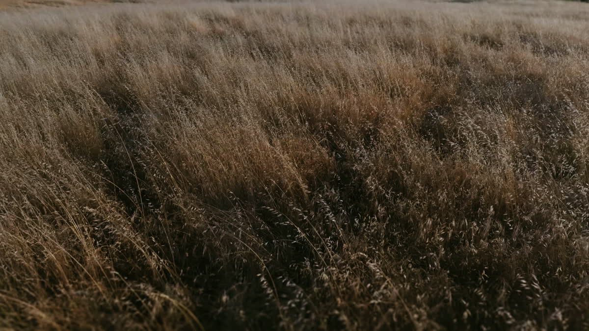Golden Pastures Still 03