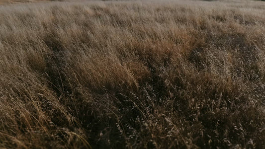 Golden Pastures Still 03