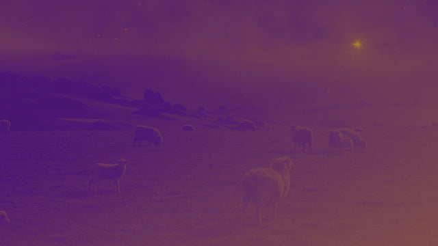 Amber Christmas Sheep