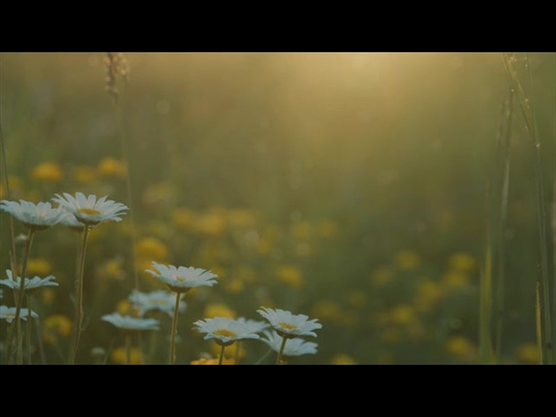 Summer Wildflower Daisy Closeup