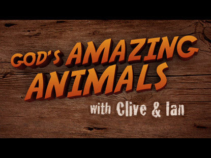 God's Amazing Animals 3 Iguanas